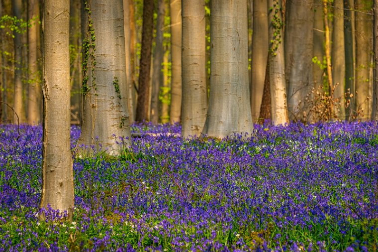070 Hallerbos.jpg